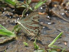 Cigaritis natalensis