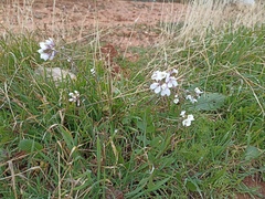 Diplotaxis erucoides