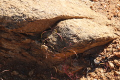 Heliophila variabilis