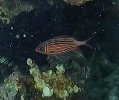 Sargocentron diadema