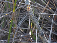 Chlorolestes conspicuus