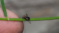 Ulidiidae