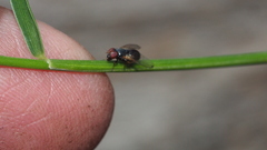 Ulidiidae