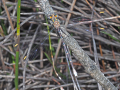 Chlorolestes conspicuus