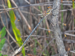 Chlorolestes conspicuus