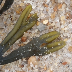 Fucus vesiculosus