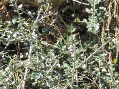 Olea europaea europaea