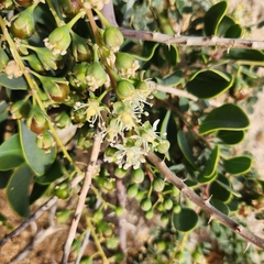 Stegnosperma halimifolium