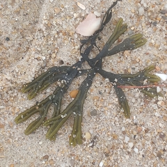 Fucus vesiculosus