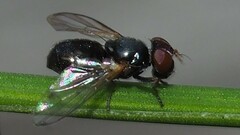 Ulidiidae