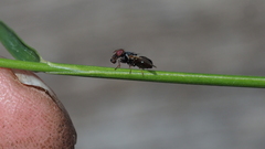 Ulidiidae