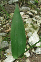 Dichanthelium