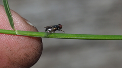 Ulidiidae