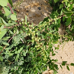 Stegnosperma halimifolium