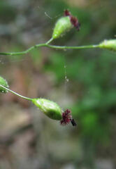 Dichanthelium