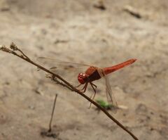 Crocothemis