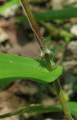 Dichanthelium