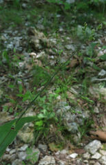 Dichanthelium