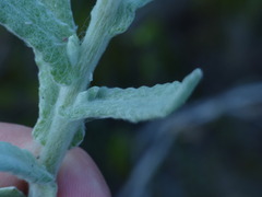 Helichrysum odoratissimum