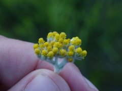 Helichrysum odoratissimum