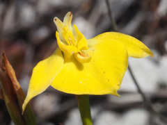 Disa tenuifolia
