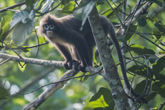 Trachypithecus phayrei