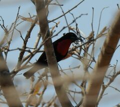Chalcomitra senegalensis