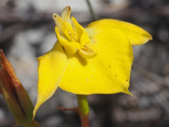 Disa tenuifolia