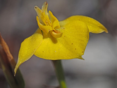 Disa tenuifolia