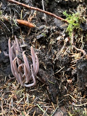 Alloclavaria purpurea