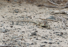 Acanthodactylus boskianus