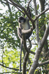 Trachypithecus phayrei