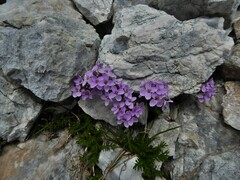 Noccaea rotundifolia