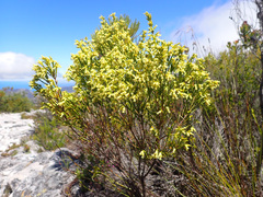 Erica lutea