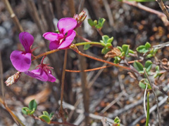 Indigofera sarmentosa