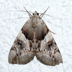 Catocala fulminea