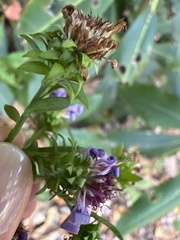 Symphyotrichum retroflexum