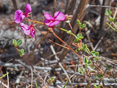 Indigofera sarmentosa