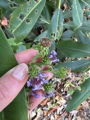 Symphyotrichum retroflexum
