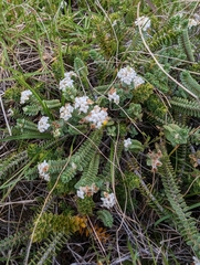Pimelea villosa