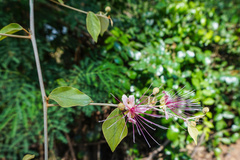 Capparis zeylanica