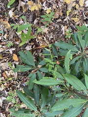 Symphyotrichum retroflexum