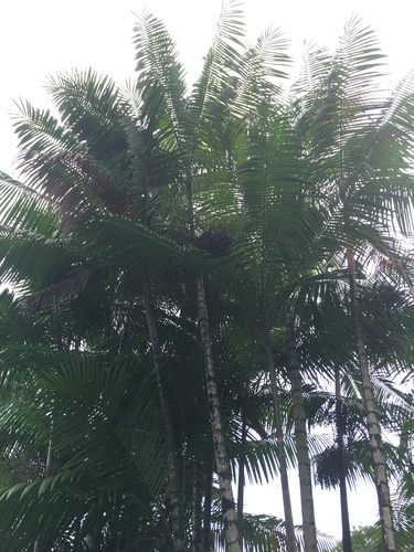 Acai palm