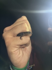 Sauria