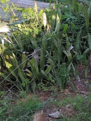 Sansevieria
