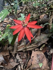Passiflora miniata