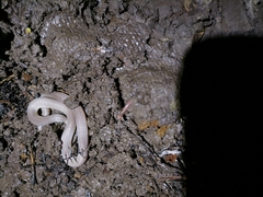 Atractus trilineatus