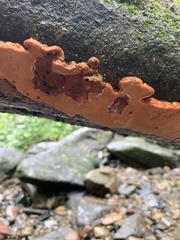 Rigidoporus