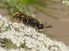 Stratiomys singularior