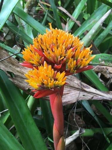 Aechmea cephaloides (Aechmea cephaloides)